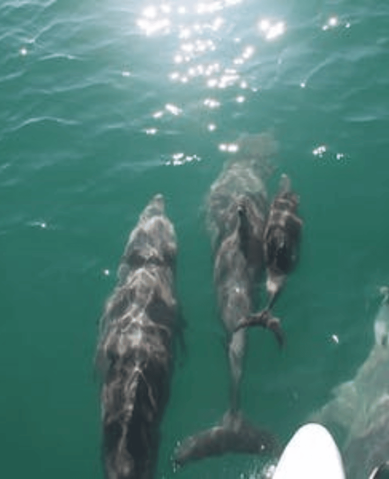 Dolphins of Moreton Bay
