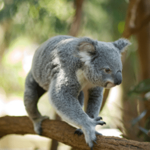 Lone Pine Koala