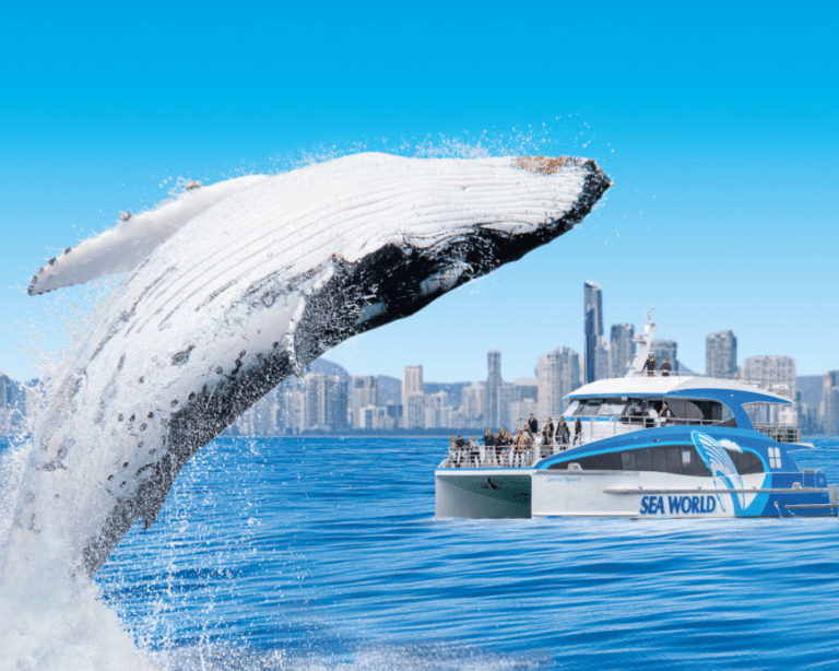 Sea World Whale Tour