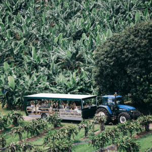 Tropical Fruit World