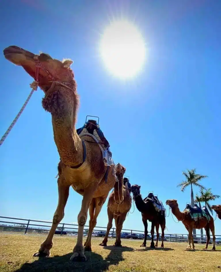 Summer Land Camels