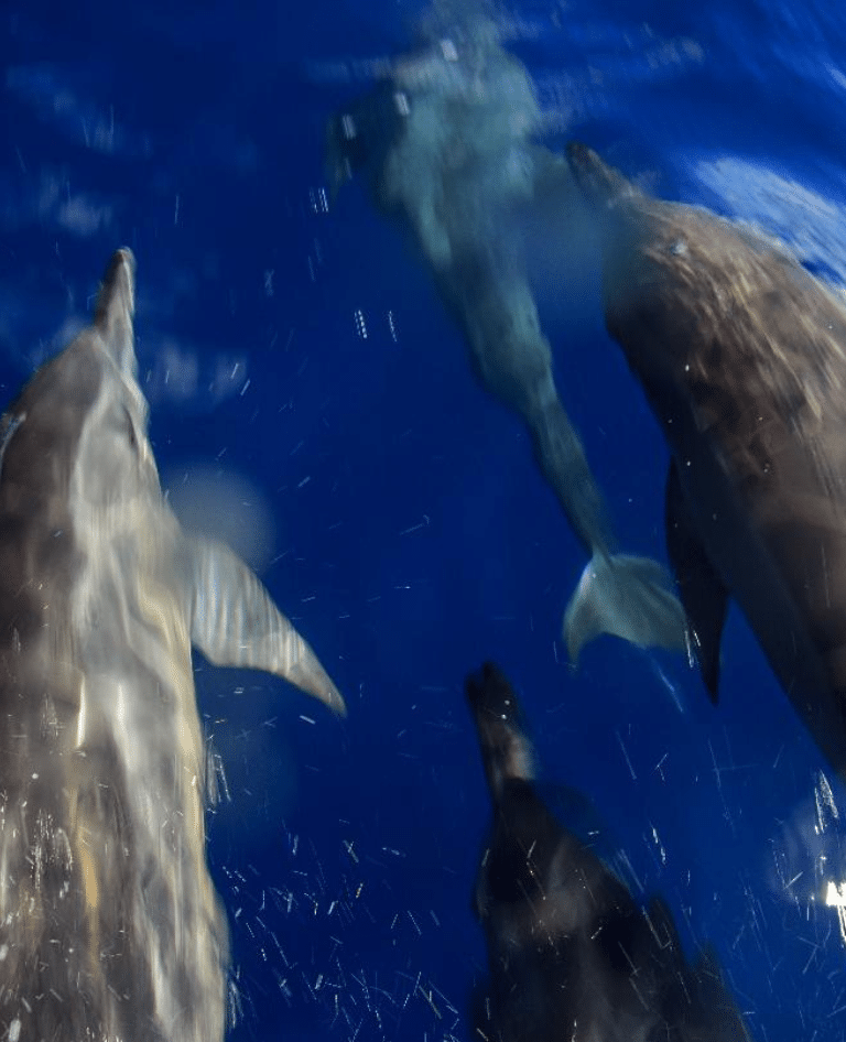 Coastal Dolphins