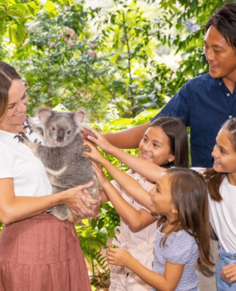 CWS Koala