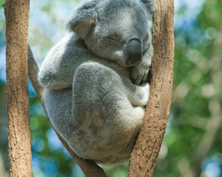 Lone Pine Sleeping Koala