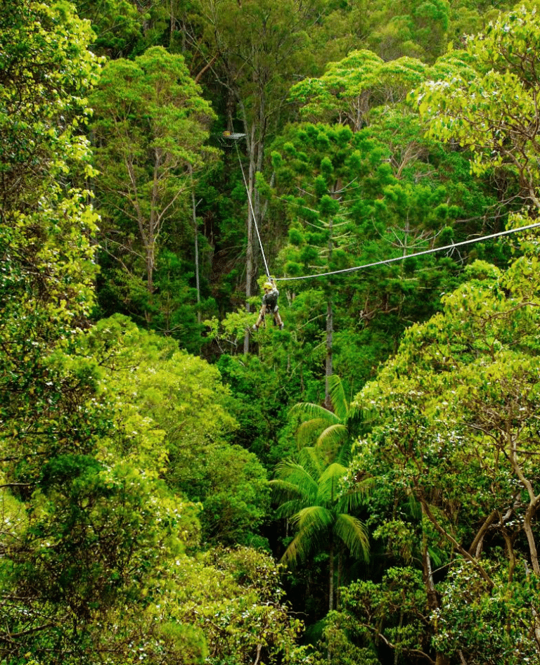 Canyon flyer at Mt Tamborine