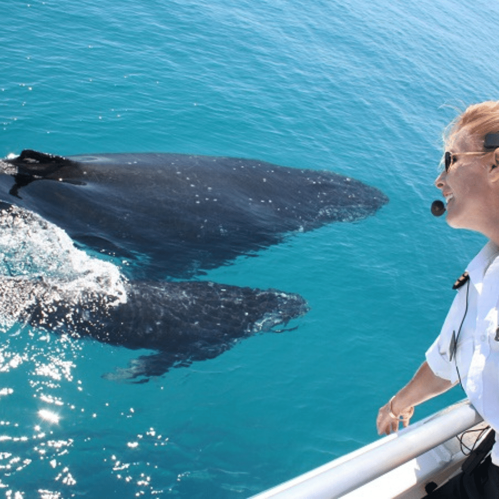 Brisbane Whale Watching