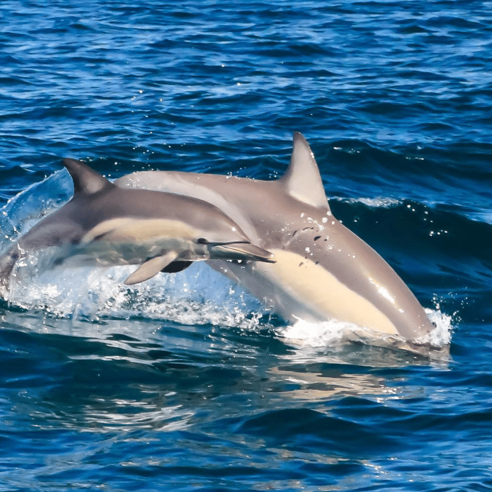 Dolphin cruise