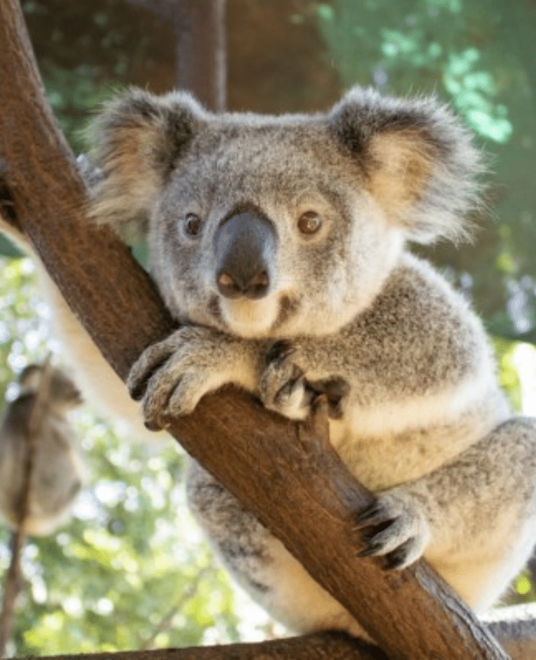 Adopt Koala