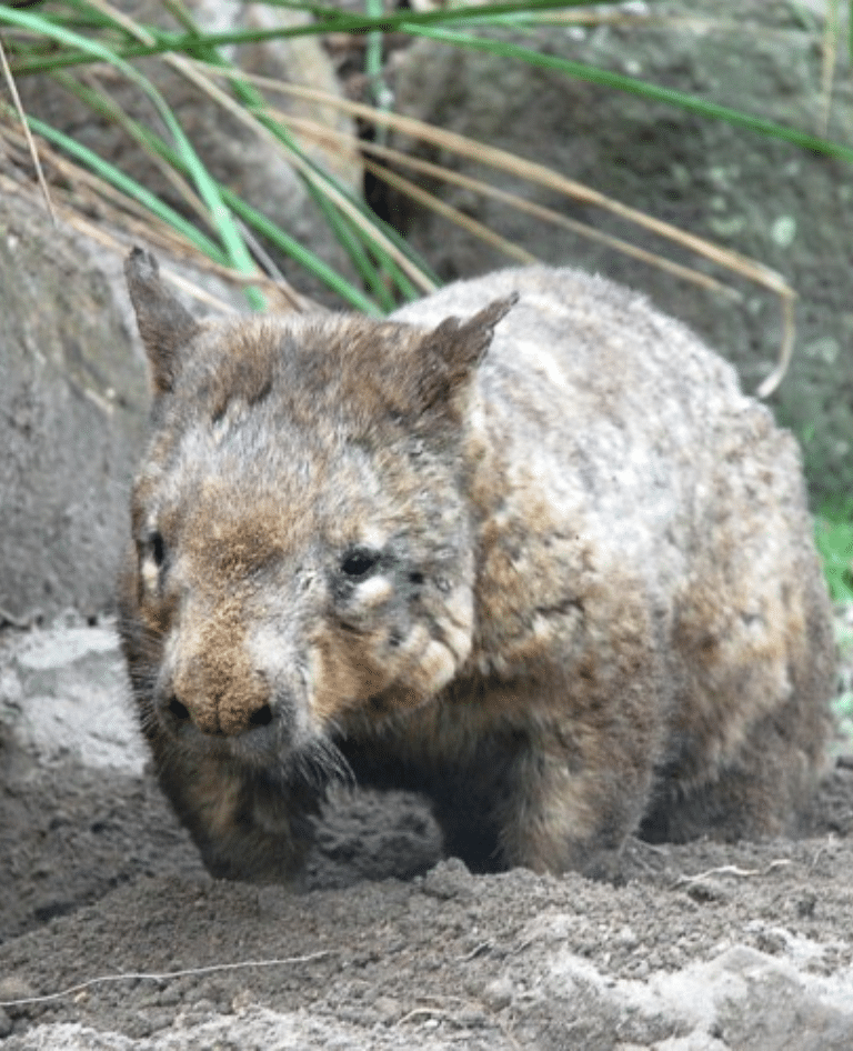 Adopt a Wombat