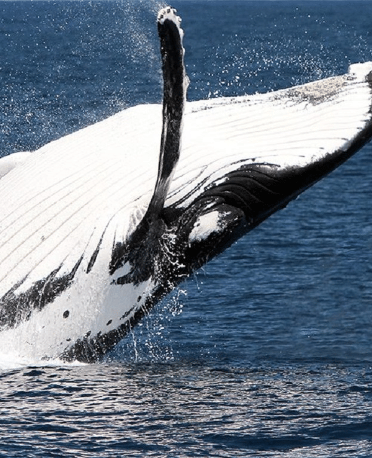 Whale in Moreton Bay
