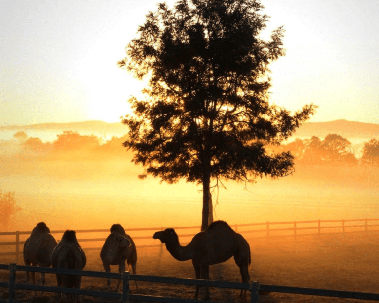 Camels at Sunrise on Summer Land Camels
