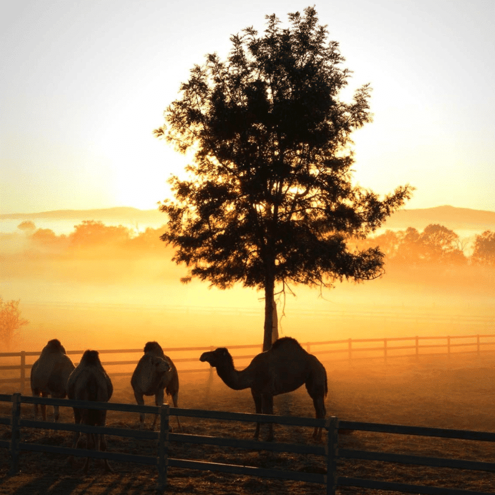 Camels at Sunrise on Summer Land Camels