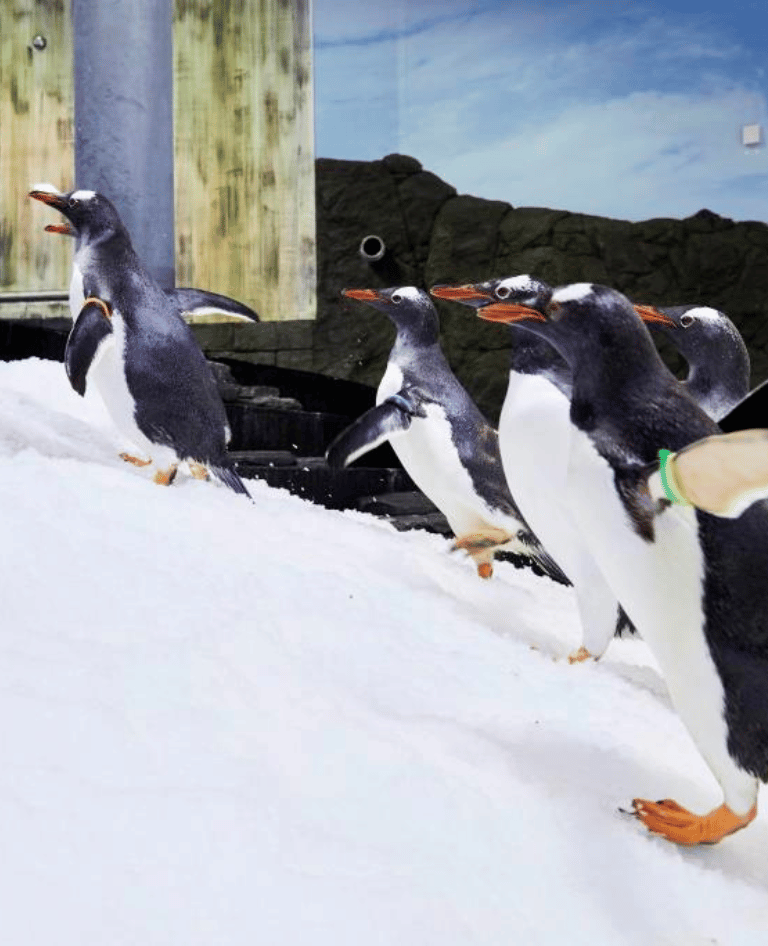 Penguins of Sea Life Sydney