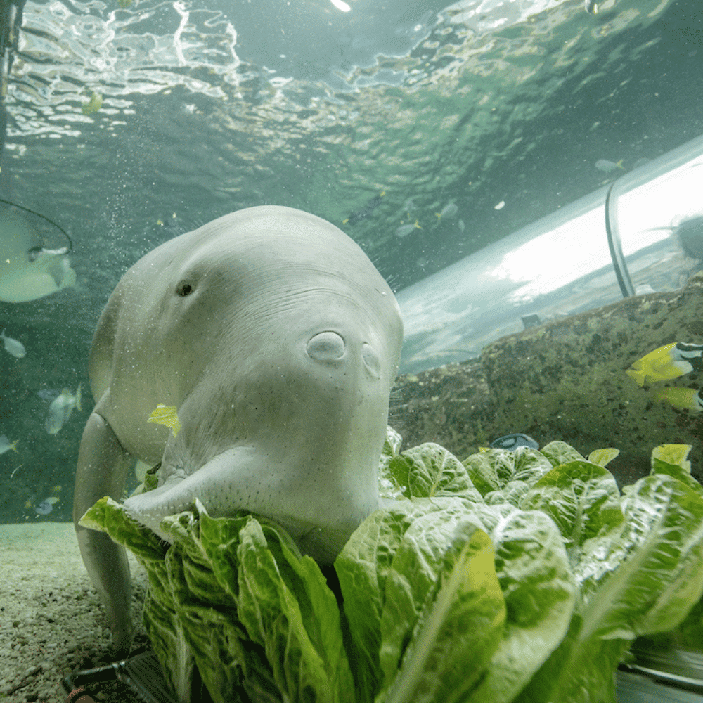 Pig the Dugong
