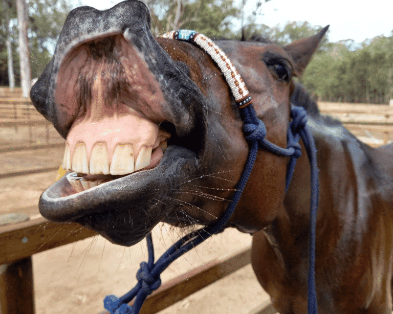 Spotlight on White Ridge Farm SPARK POP