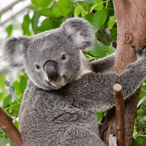 Koala at WILD LIFE Sydney