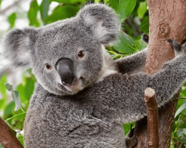 Koala at WILD LIFE Sydney