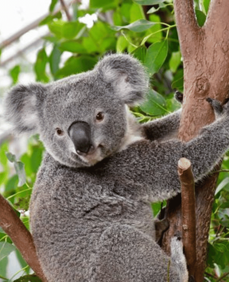 Koala at WILD LIFE Sydney
