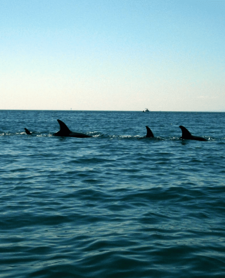 Mornington Peninsula Coast Line & Dolphin Sanctuary