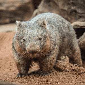 Wombat