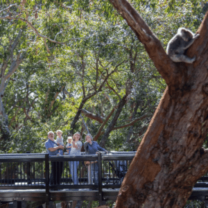 Koala Sanctuary Story Walk