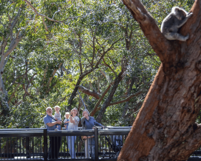 Koala Sanctuary Story Walk