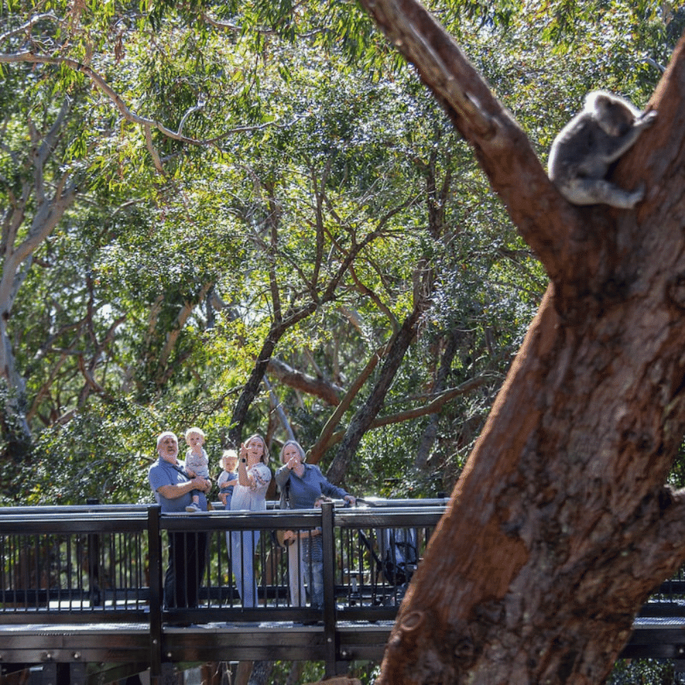 Koala Sanctuary Story Walk