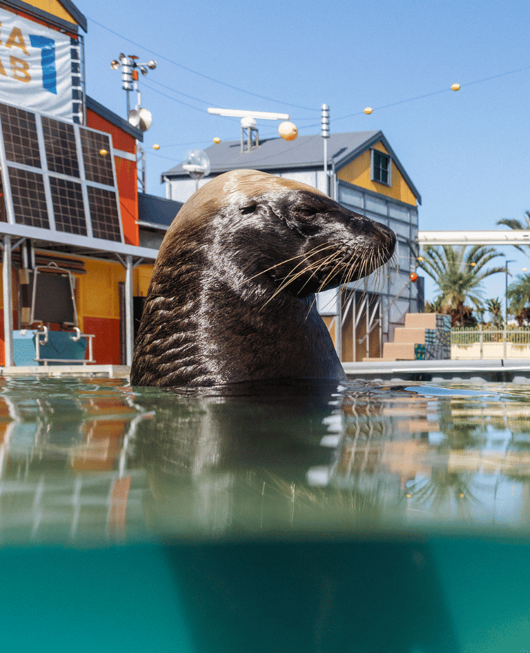 Seals and sea lions at Sea World Gold Coast