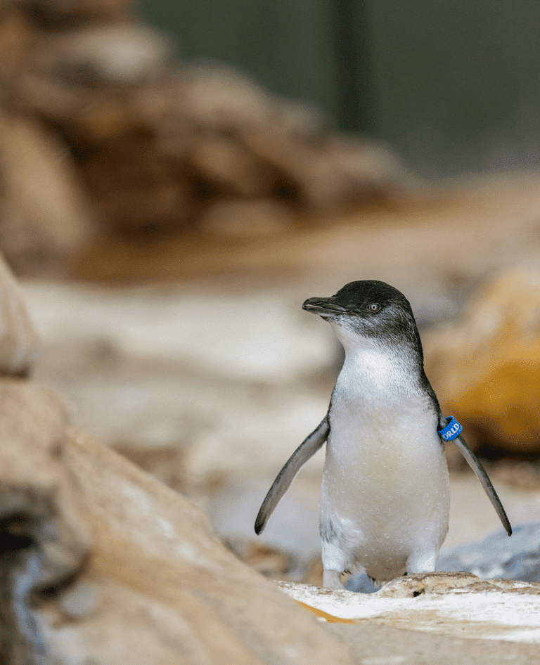 Meet Gentoo and King Penguins at Sea World