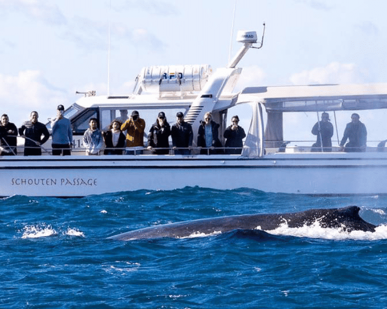 Ocean Whale Watching Sydney