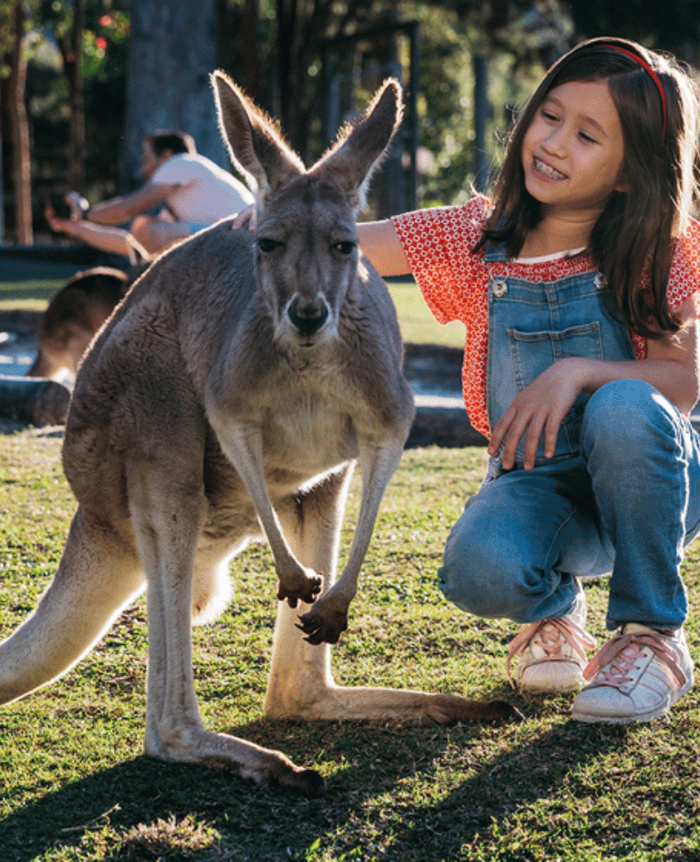 Paradise Country Kangaroo
