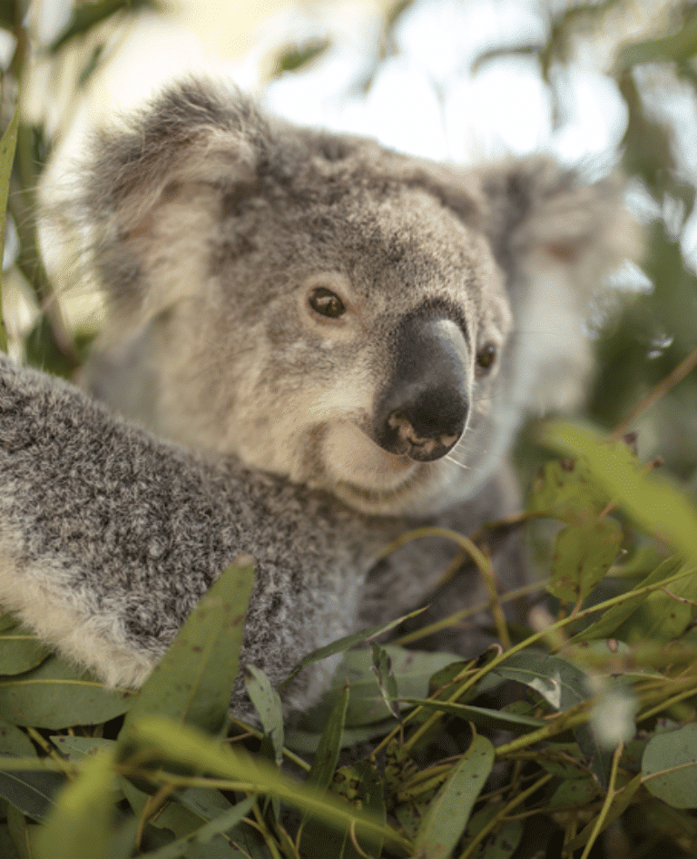 Paradise Country Koala