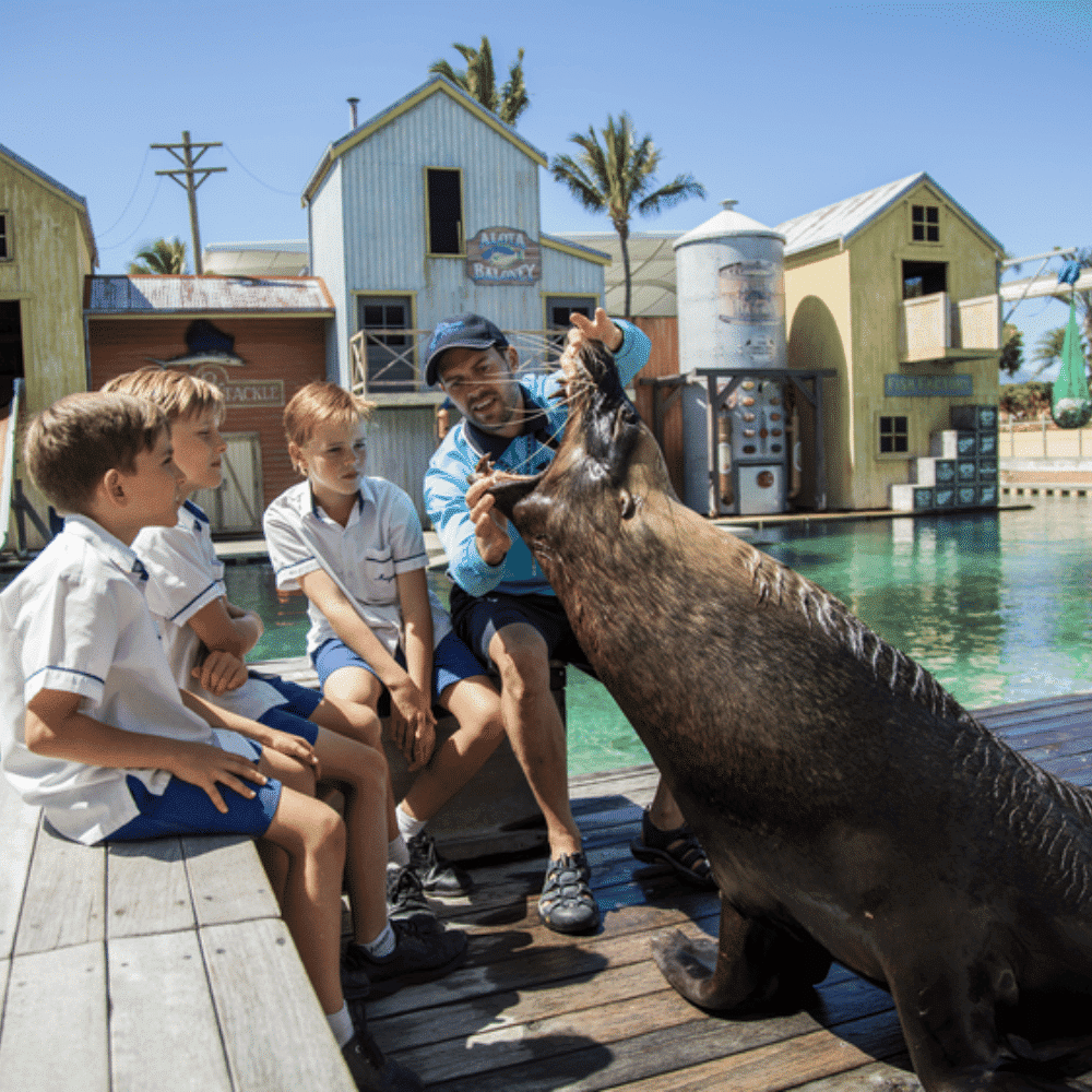 Seal Encounter Sea World Gold Coast