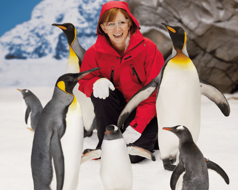 Meet the arctic penguins at Sea World