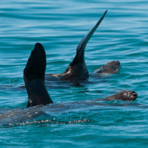 Seals wave at Mornington Peninsula