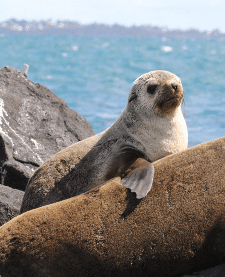 Watermaarq Seal