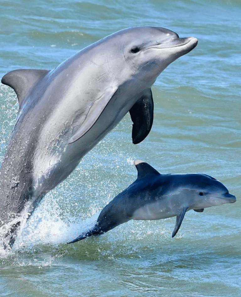 Dolphins of Mandurah