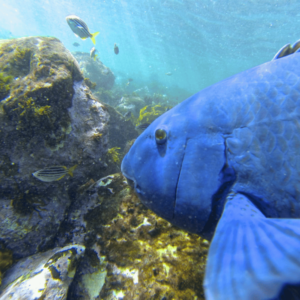 Manly Snorkel + Walk