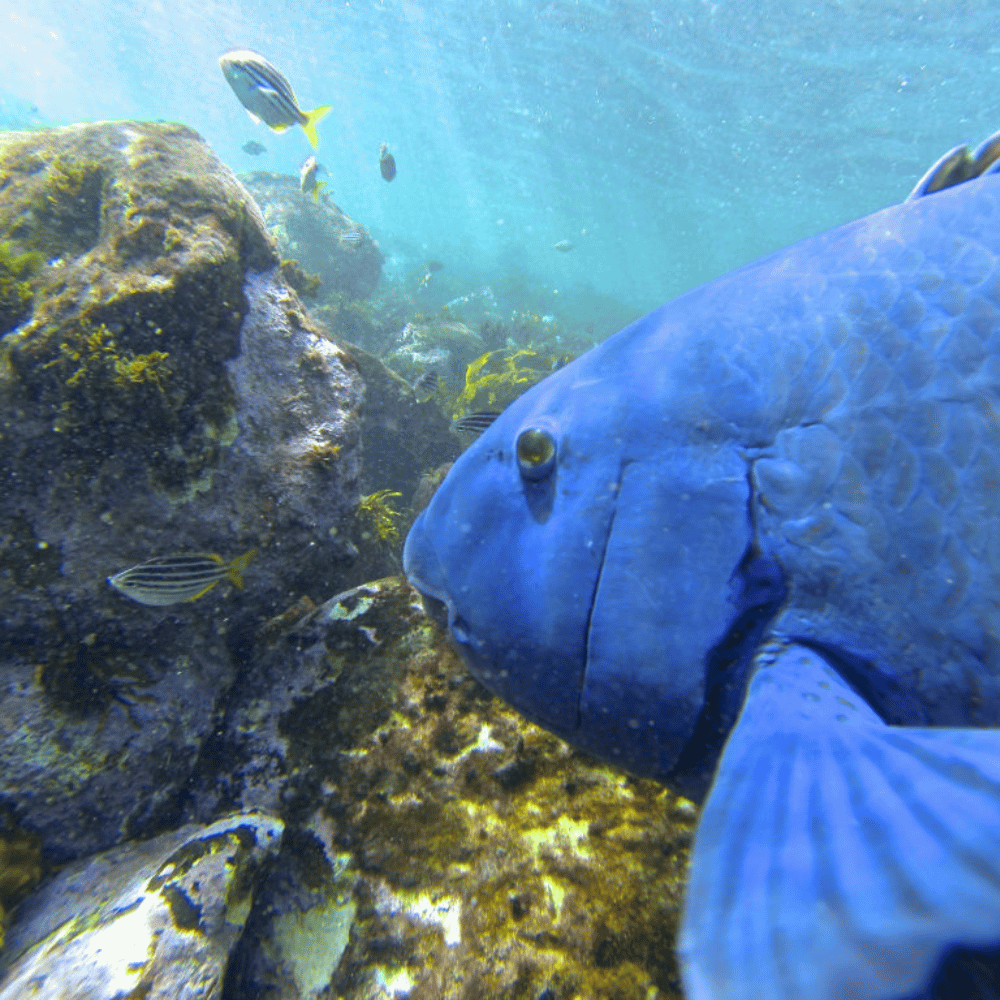 Manly Snorkel + Walk