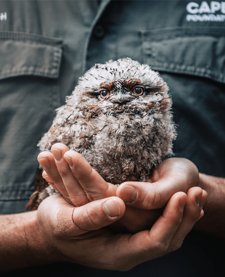 Tawny Frogmouth