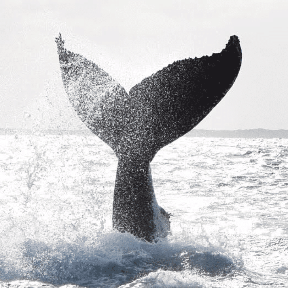 Busselton Whale Watching