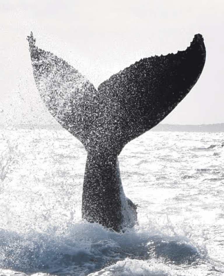 Busselton whale watching tour