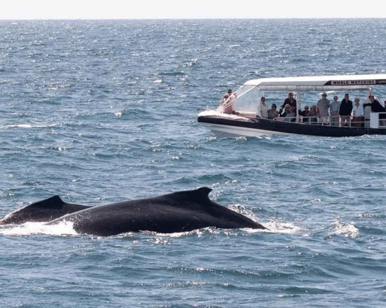 Coastal Express Whale Watching