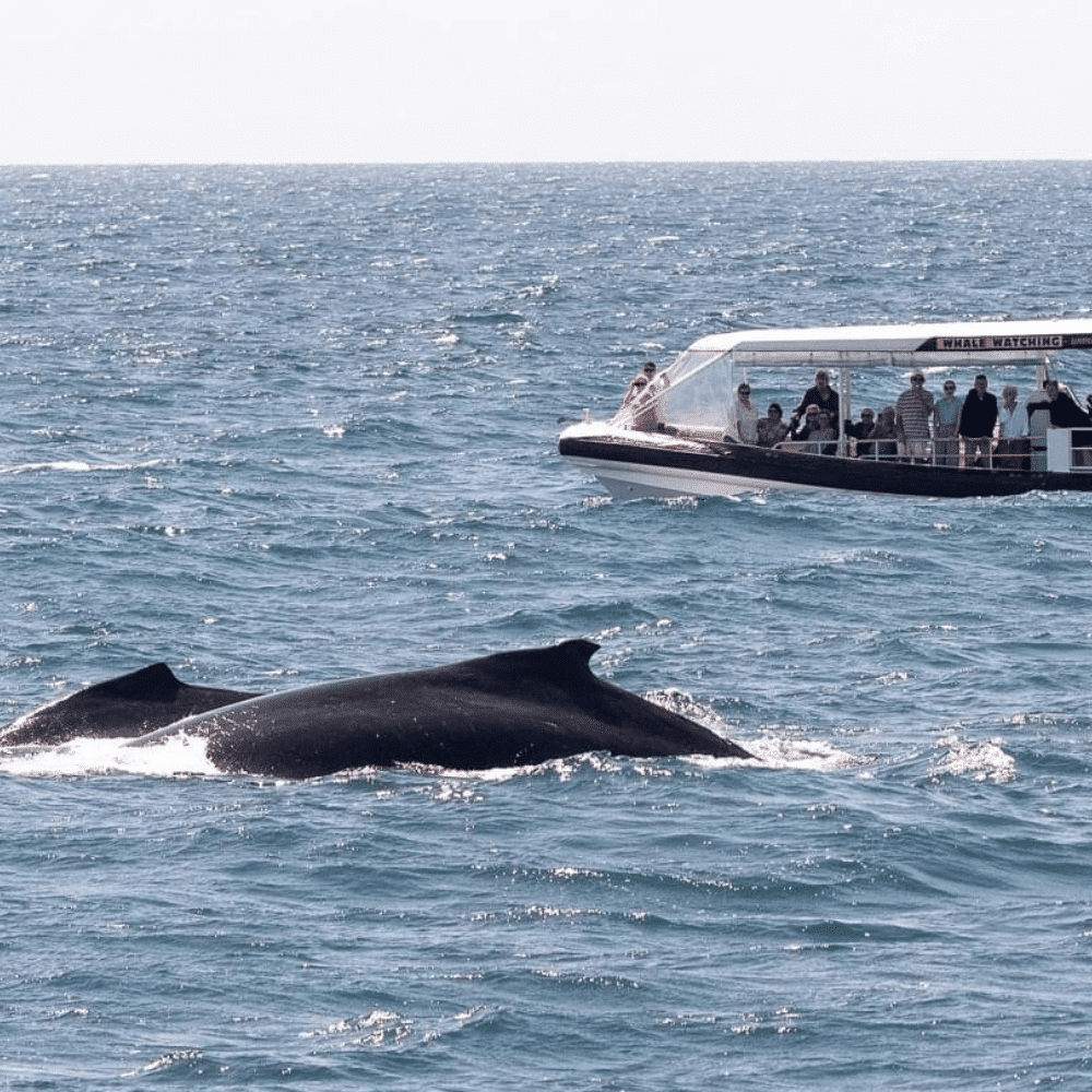 Coastal Express Whale Watching