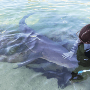 Irukandji Reef Shark Feeding