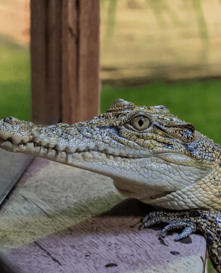 Discover Deadly Crocodile Margaret River