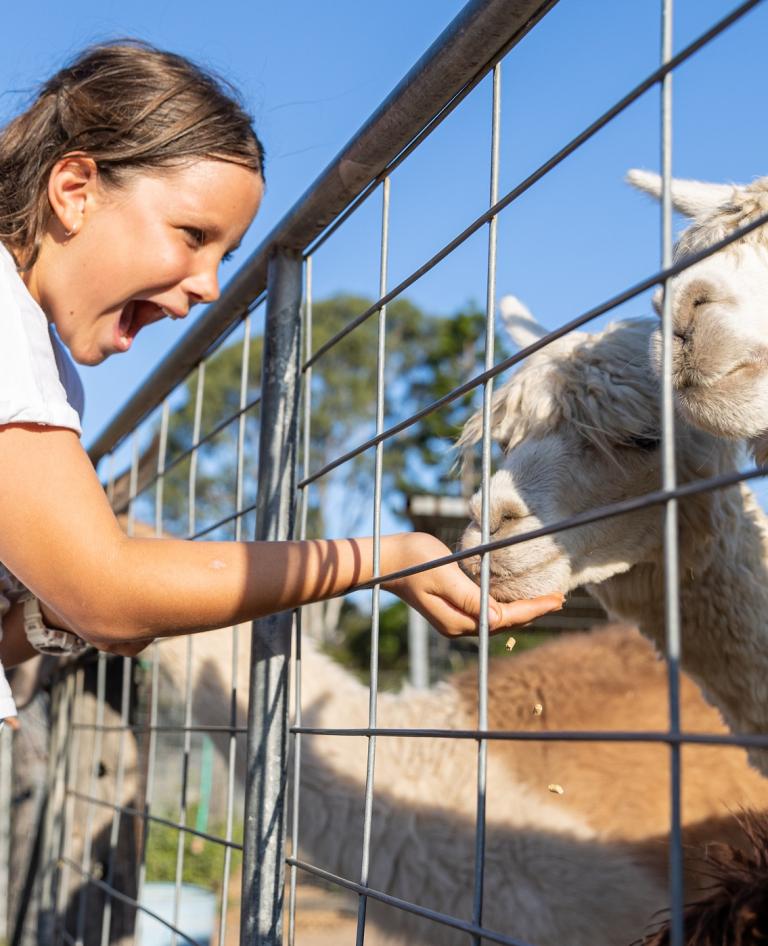 Girl feeding the farm animals