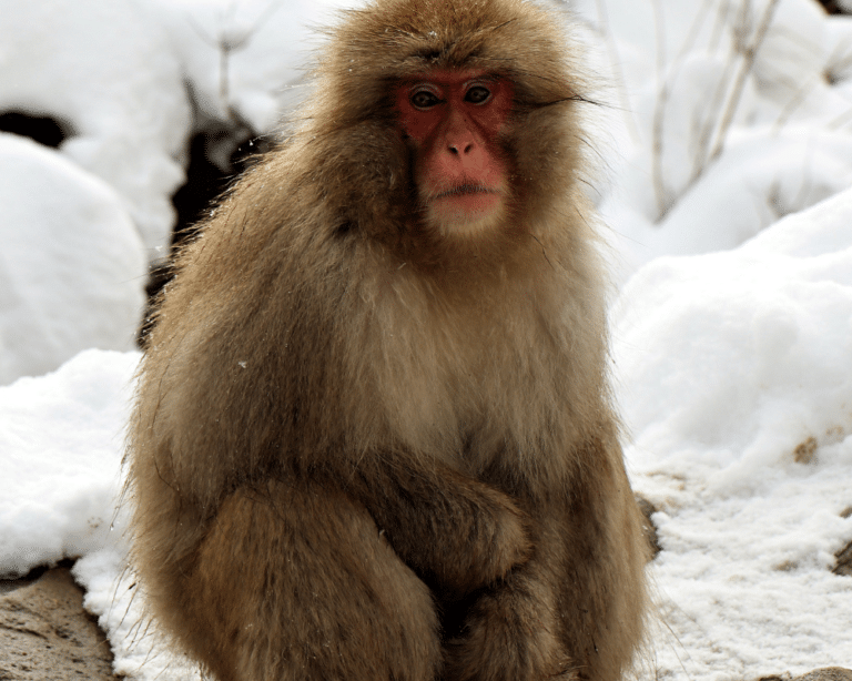Asia Hologram Experience - Snow Monkey