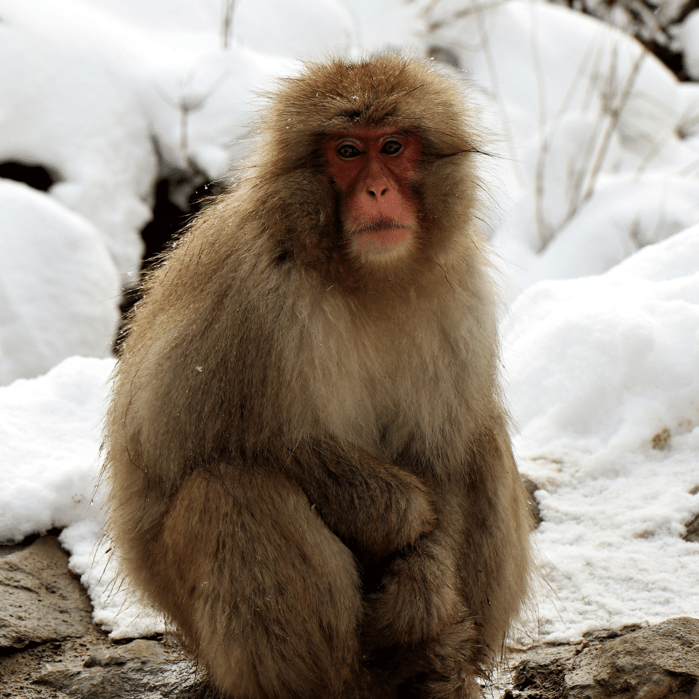 Asia Hologram Experience - Snow Monkey