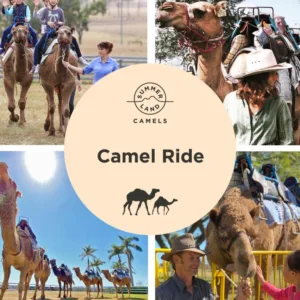 camel ride redzy cover